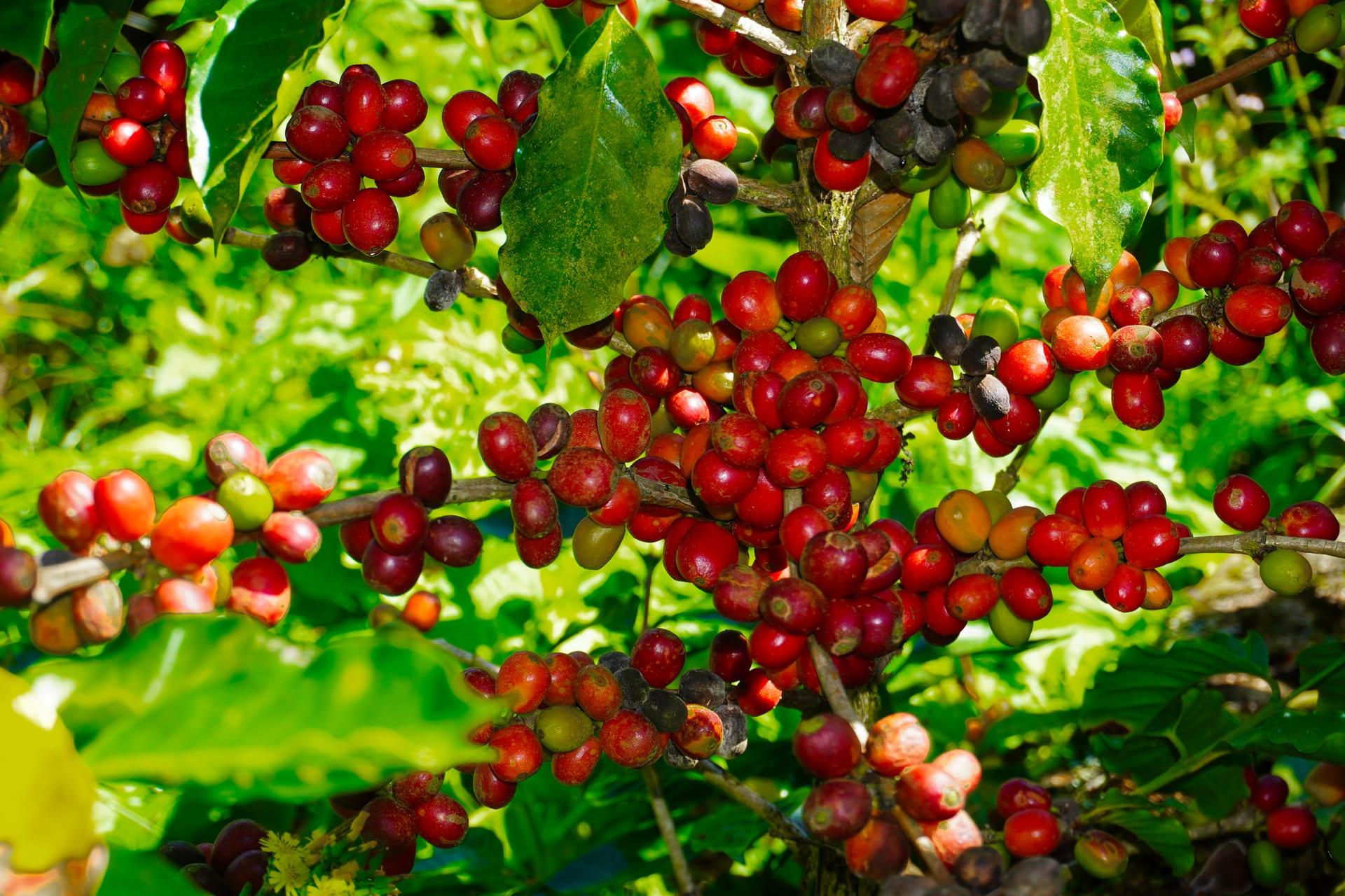 Café hondureño